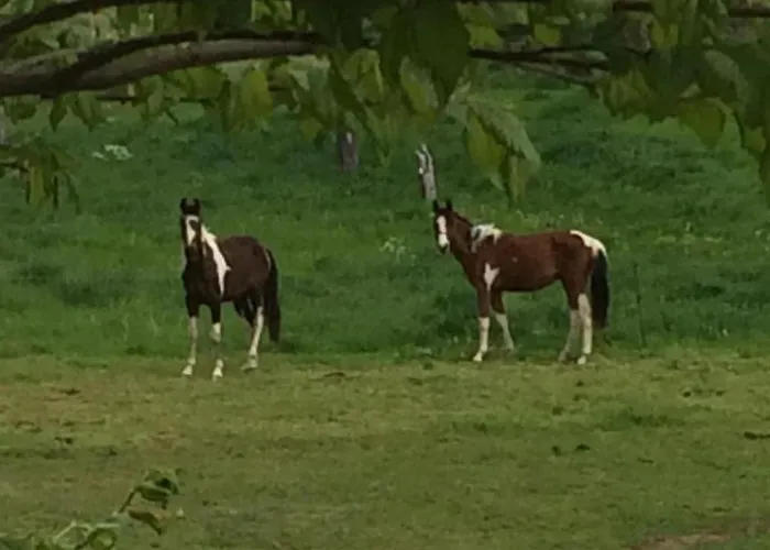 Pleissenhaus By Interhome Apartment